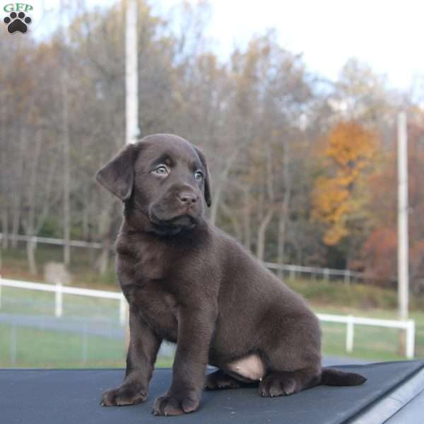 Mia, Chocolate Labrador Retriever Puppy